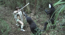 Super Heroine Witch Hunter SAYAKA008