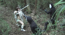 Super Heroine Witch Hunter SAYAKA009